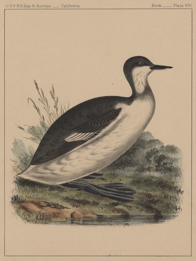 Vögel, Tafel VIII, 1855 von American School